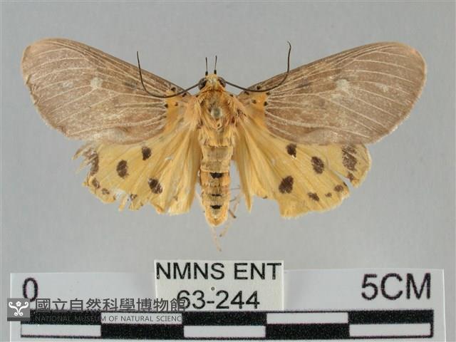 一點擬燈蛾藏品圖，第1張