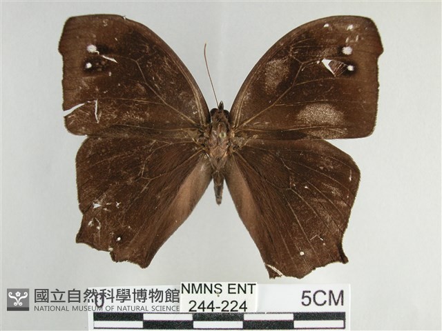 登錄號:000244-00244藏品圖，第1張
