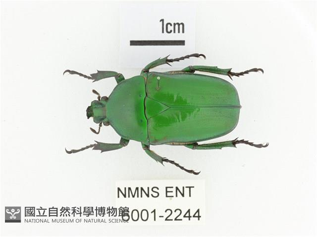 臺灣扇角金龜藏品圖，第1張