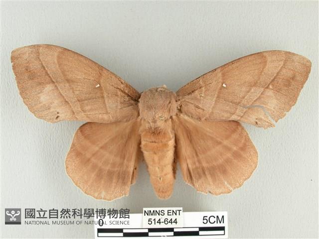 松大毛蟲藏品圖，第1張