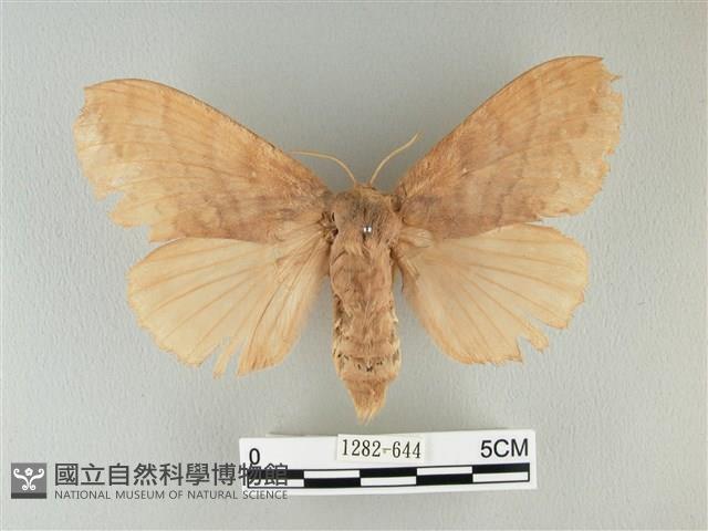 波紋枯葉蛾藏品圖，第1張