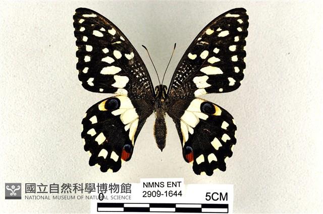 花鳳蝶、無尾鳳蝶藏品圖，第1張