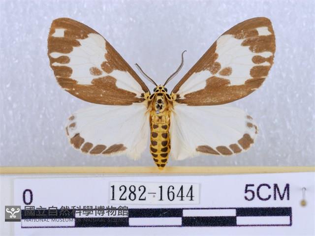 後凸蝶燈蛾藏品圖，第1張