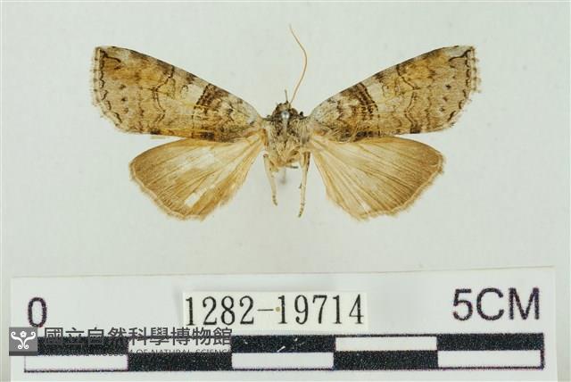 帶波紋蛾藏品圖，第1張
