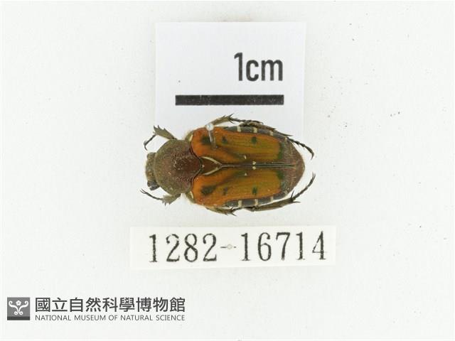 黑斑陷紋金龜藏品圖，第1張