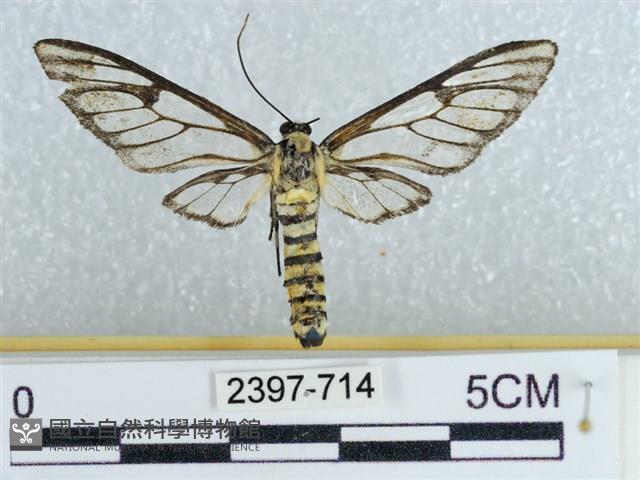 登錄號:002397-00714藏品圖，第1張