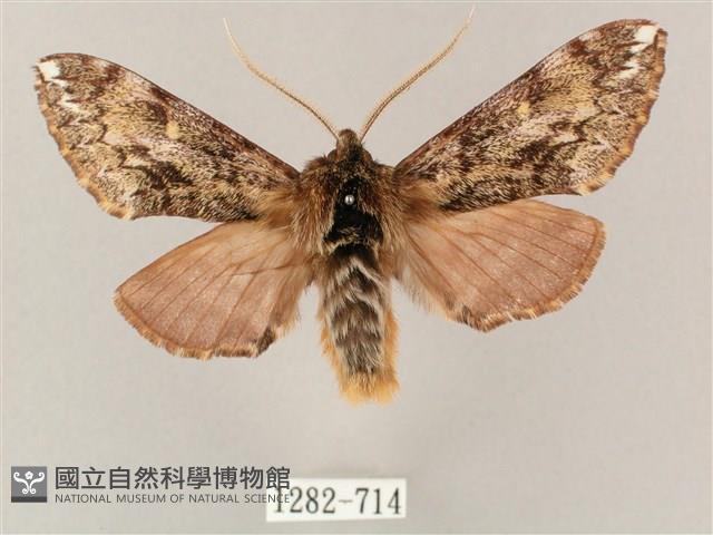 井上氏絨毛天蛾藏品圖，第1張