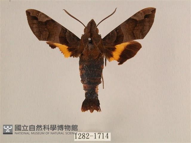 波斑長喙天蛾藏品圖，第1張