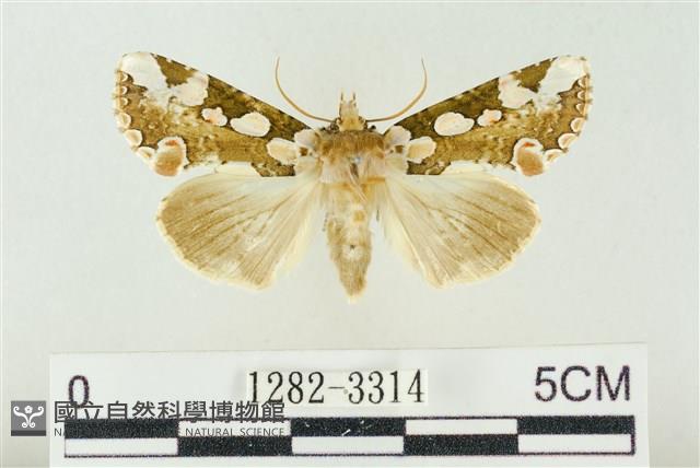 連珠波紋蛾藏品圖，第1張