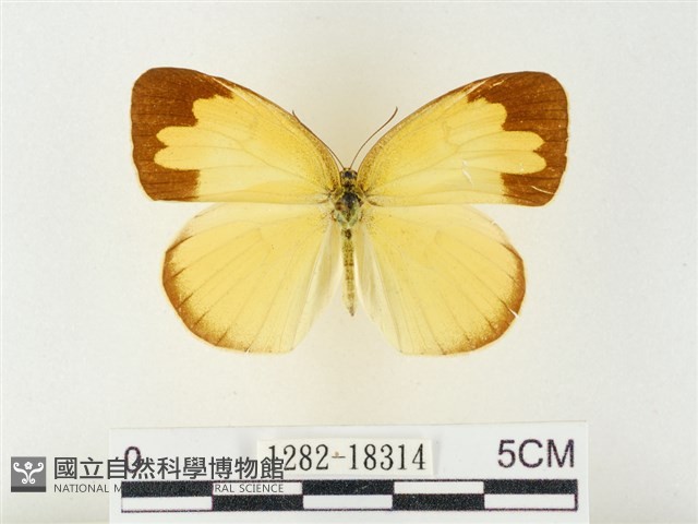 島嶼黃蝶、江崎黃蝶藏品圖，第1張