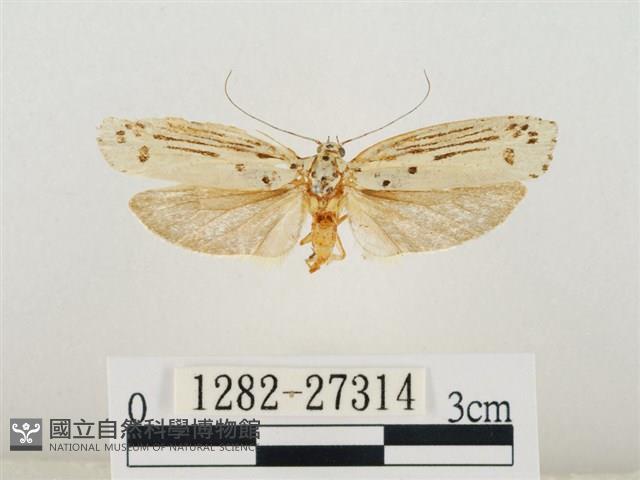 線紋篩蛾藏品圖，第1張