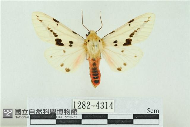 菊池污燈蛾藏品圖，第1張