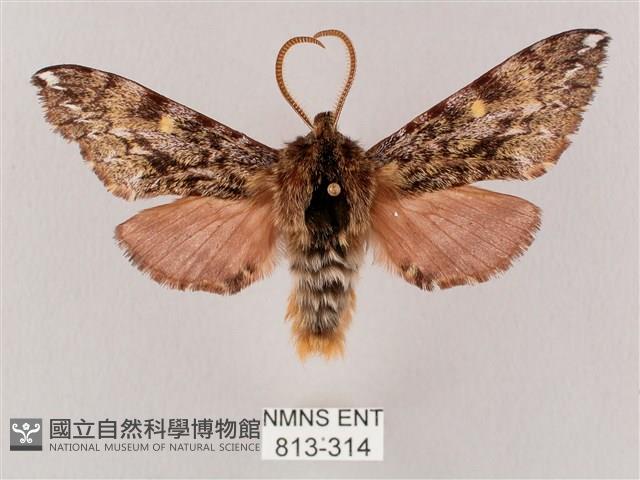 井上氏絨毛天蛾藏品圖，第1張