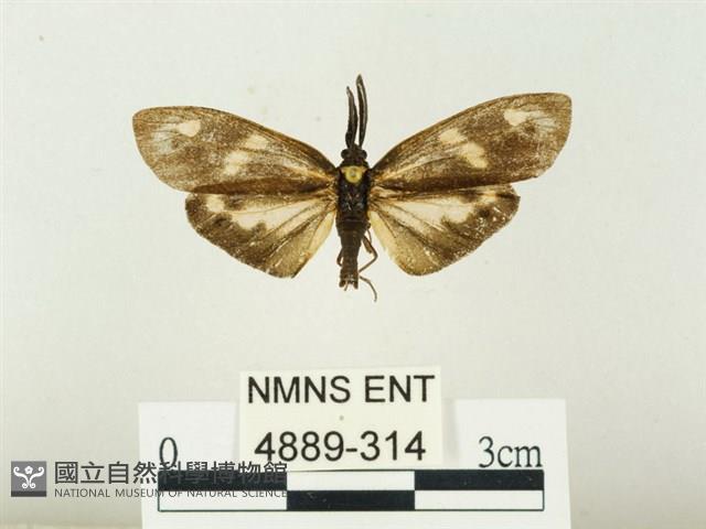 史氏狹翅螢斑蛾藏品圖，第1張