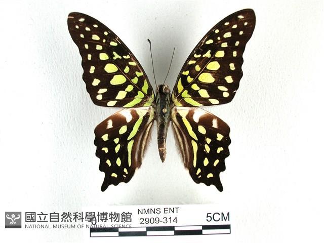 翠斑青鳳蝶藏品圖，第1張