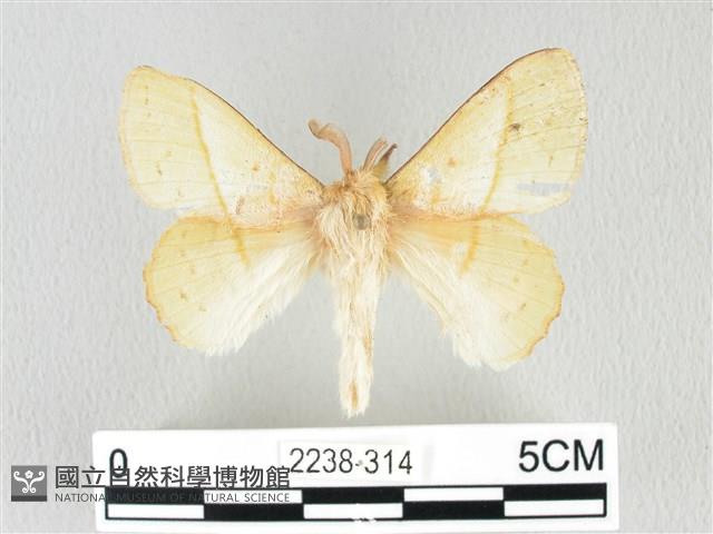 青枯葉蛾藏品圖，第1張