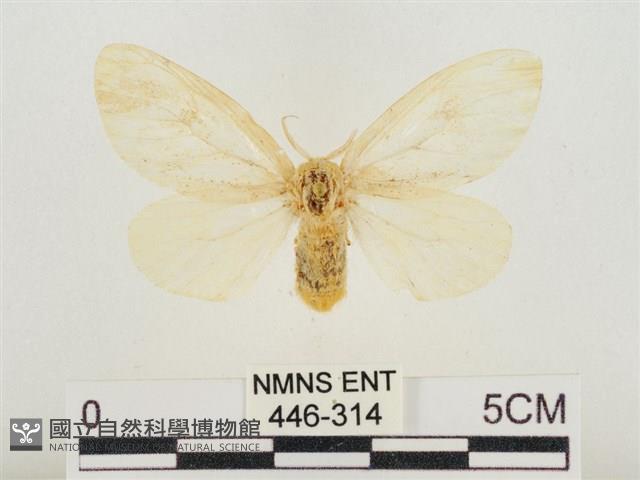 榕透翅毒蛾藏品圖，第1張