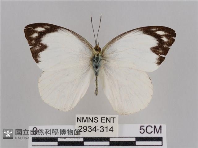 雲紋尖粉蝶藏品圖，第1張