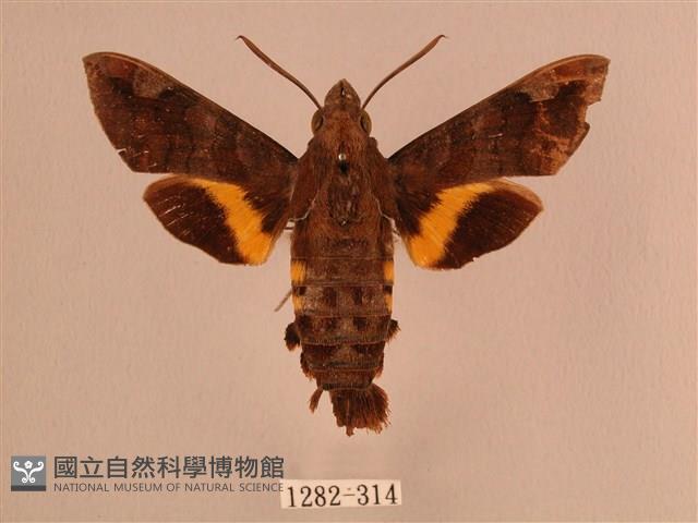 波斑長喙天蛾藏品圖，第1張