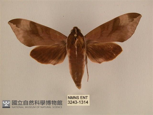 背中白天蛾藏品圖，第1張