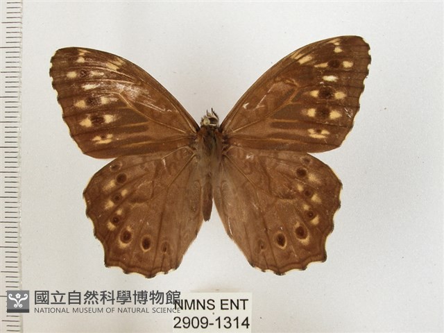 布氏蔭眼蝶藏品圖，第1張