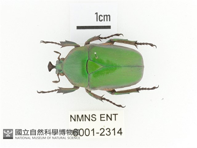 臺灣扇角金龜藏品圖，第1張