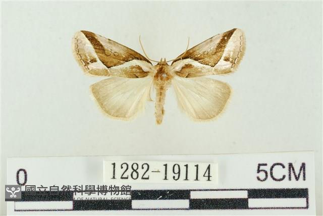 素木氏美波紋蛾藏品圖，第1張