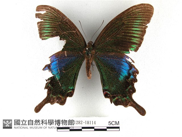 翠鳳蝶蘭嶼亞種藏品圖，第1張