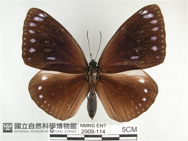 圓翅紫斑蝶藏品圖，第1張