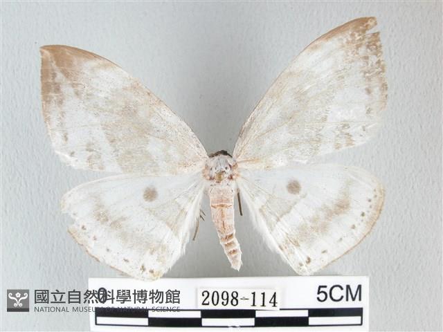 圓翅大鉤蛾藏品圖，第1張