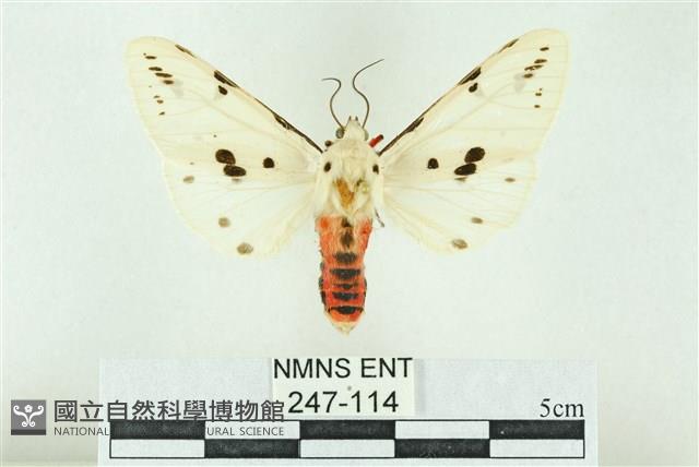 菊池污燈蛾藏品圖，第1張