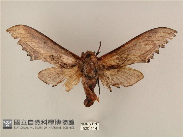 臺灣鋸翅天蛾藏品圖，第1張