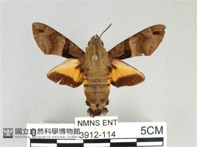 膝帶長喙天蛾藏品圖，第1張