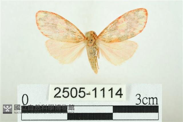 三色豔苔蛾藏品圖，第1張