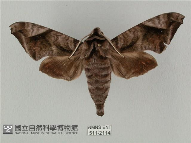 全緣缺角天蛾藏品圖，第1張