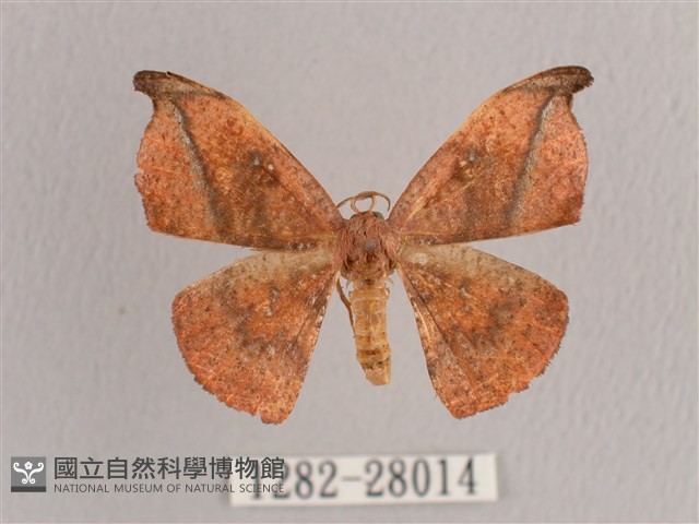 黑斜帶鉤蛾藏品圖，第1張
