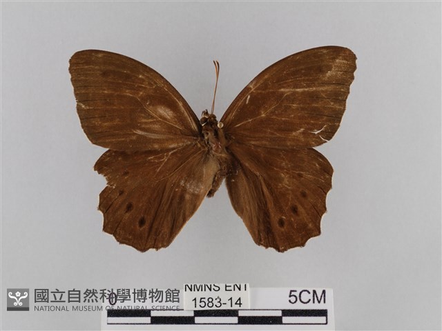 褐翅蔭眼蝶藏品圖，第1張