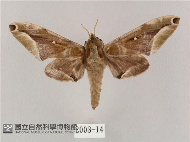 白點天蛾 藏品圖，第1張