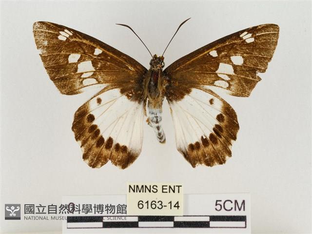 小紋颯弄蝶藏品圖，第1張