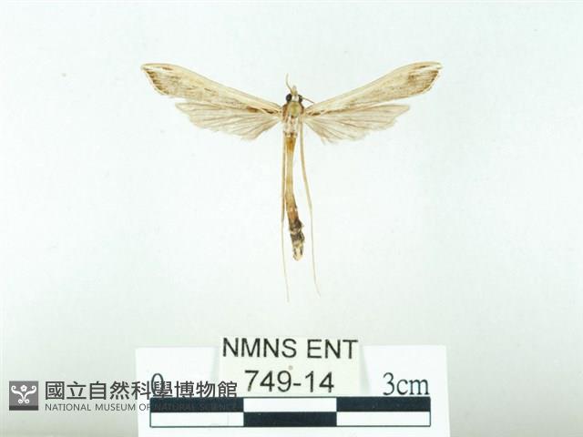 東方單羽蛾藏品圖，第1張