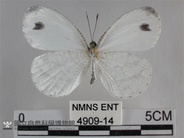 纖粉蝶、黑點粉蝶藏品圖，第1張