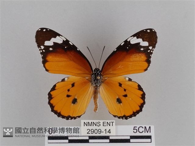 樺斑蝶藏品圖，第1張