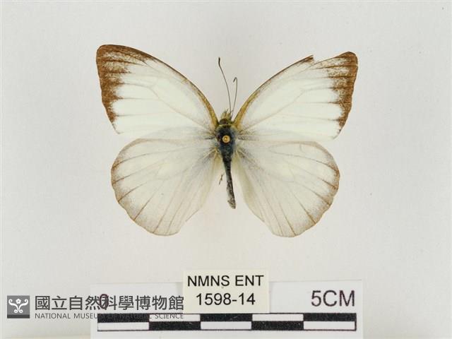 淡褐脈粉蝶藏品圖，第1張