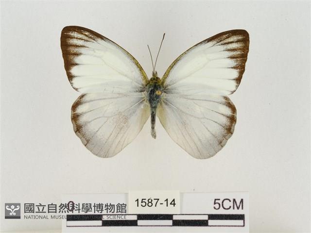 淡褐脈粉蝶藏品圖，第1張