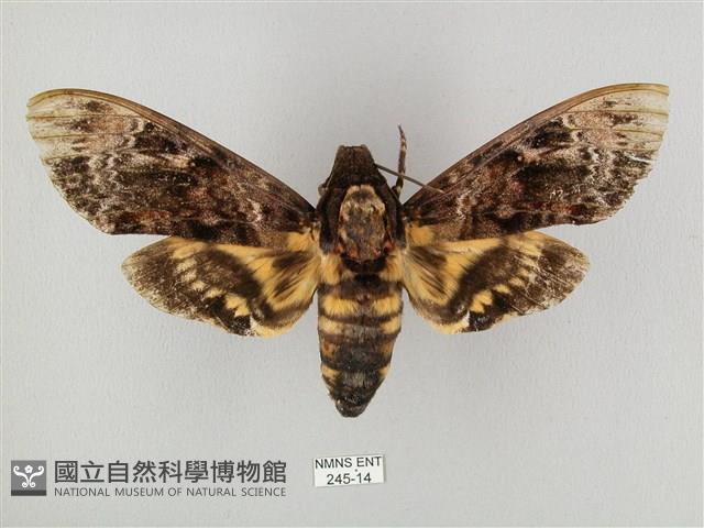 鬼臉天蛾藏品圖，第1張