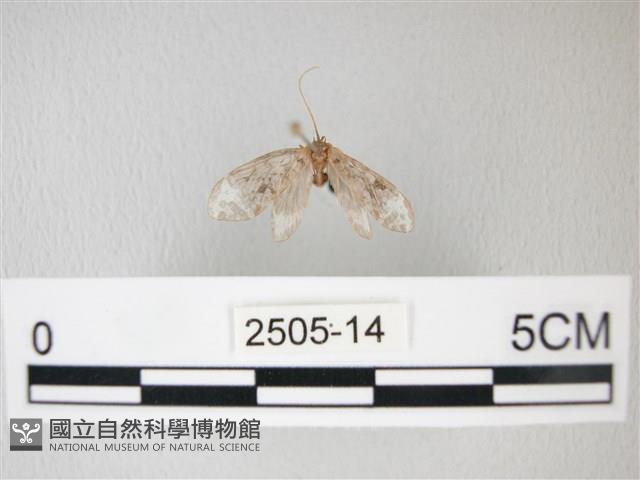 臺灣卵翅蛾藏品圖，第1張
