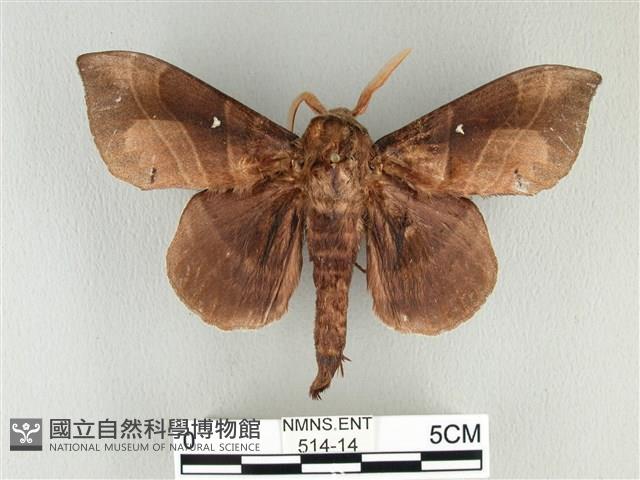 松大毛蟲藏品圖，第1張