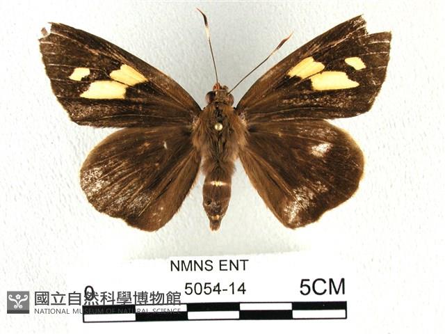 香蕉弄蝶藏品圖，第1張