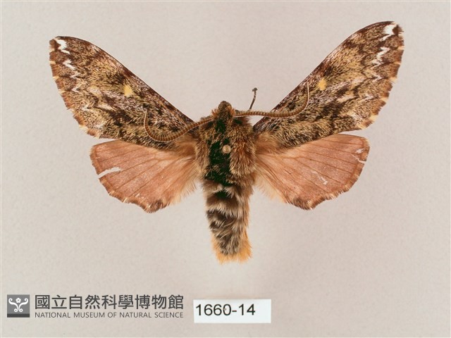 井上氏絨毛天蛾藏品圖，第1張