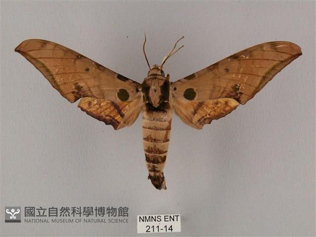 裂斑鷹翅天蛾藏品圖，第1張